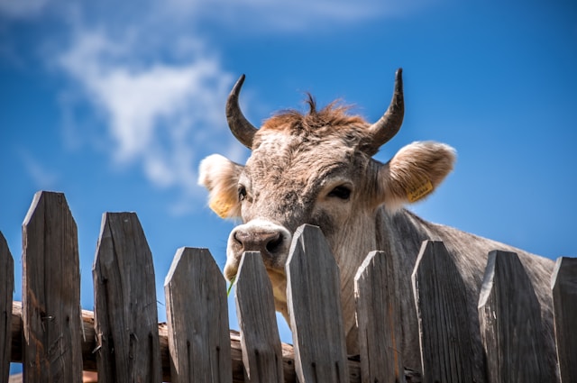 Something something lorem do set